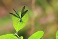 Ebony Jewelwing Demselfly On A Leaf Royalty Free Stock Photo