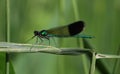 Ebony Jewelwing Royalty Free Stock Photo