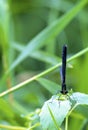 Ebony Jewelwing Female  34327 Royalty Free Stock Photo