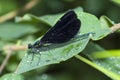 Ebony Jewelwing on a leaf, Calopteryx Maculata Royalty Free Stock Photo
