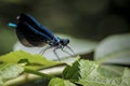 Ebony jewelwing standing on a leaf Royalty Free Stock Photo