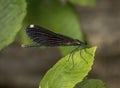 Ebony Jewelwing on Leaf Royalty Free Stock Photo