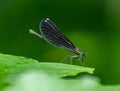 Ebony Jewelwing