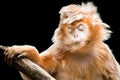 Ebony Langur II Royalty Free Stock Photo