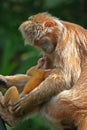 Ebony langur with infant - s