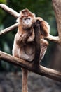 Ebony Langur monkey Royalty Free Stock Photo