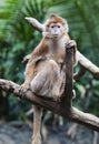 Ebony Langur Monkey Royalty Free Stock Photo