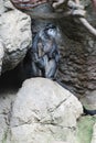 Ebony Langur Monkey Sitting on a Rock