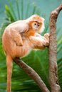 Ebony Langur Royalty Free Stock Photo
