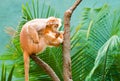 Ebony Langur Royalty Free Stock Photo
