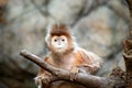 Ebony langur (Trachypithecus auratus) Outdoors