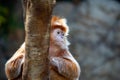 Ebony langur (Trachypithecus auratus) Outdoors