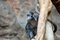 Ebony langur (Trachypithecus auratus) Outdoors