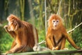 Ebony langurs, orange monkeys Royalty Free Stock Photo