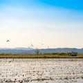 Ebro Delta estuary and wetlands, Tarragona, Catalunya, Spain. Co