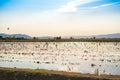 Ebro Delta estuary and wetlands, Tarragona, Catalunya, Spain. Copy space for text.