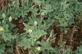 Ecballium elaterium with flowers and fruits grows in August. Rhodes Island, Greece