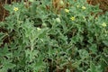 Ecballium elaterium with flowers and fruits grows in August. Rhodes Island, Greece