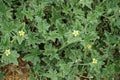 Ecballium elaterium with flowers and fruits grows in August. Rhodes Island, Greece