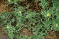 Ecballium elaterium with flowers and fruits grows in August. Rhodes Island, Greece