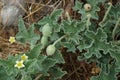 Ecballium elaterium with flowers and fruits grows in August. Rhodes Island, Greece