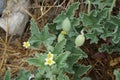 Ecballium elaterium with flowers and fruits grows in August. Rhodes Island, Greece