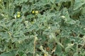 Ecballium elaterium or Squirting cucumber