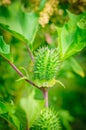 Ecballium elaterium or Squirting cucumber, interesting plant