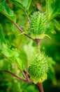 Ecballium elaterium or Squirting cucumber, interesting plant