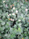 An eccentric pretty close up of green leaved shrubs of lantana with white and colorful flowers