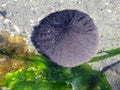 Eccentric Sand Dollar - Dendraster excentricus Royalty Free Stock Photo