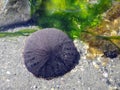 Eccentric Sand Dollar - Dendraster excentricus Royalty Free Stock Photo