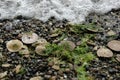 Eccentric sand dollars, Puget Sound, Washington state Royalty Free Stock Photo