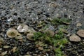 Eccentric sand dollars, Puget Sound, Washington state Royalty Free Stock Photo