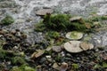 Eccentric sand dollars, Puget Sound, Washington state Royalty Free Stock Photo