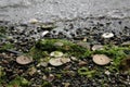 Eccentric sand dollars, Puget Sound, Washington state Royalty Free Stock Photo