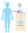 Eccrine sweat gland in human body and skin diagram. Health care concept