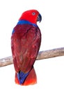 Ecelectus parrot