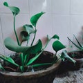 Green Plants in mini garden