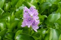 Eceng gondok, Water hyacinth flowers Eichhornia crassipes, water flower Royalty Free Stock Photo