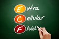 ECF - Extracellular fluid, acronym concept on blackboard Royalty Free Stock Photo