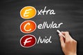 ECF - Extracellular fluid, acronym concept on blackboard Royalty Free Stock Photo