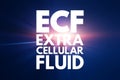 ECF - Extracellular fluid acronym, medical concept background Royalty Free Stock Photo