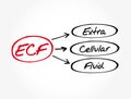 ECF - Extracellular fluid acronym, medical concept background Royalty Free Stock Photo