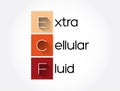 ECF - Extracellular fluid acronym, medical concept background Royalty Free Stock Photo