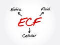 ECF - Extracellular fluid acronym, medical concept background Royalty Free Stock Photo