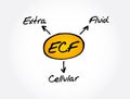 ECF - Extracellular fluid acronym, medical concept Royalty Free Stock Photo