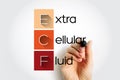 ECF - Extracellular fluid acronym, medical concept background Royalty Free Stock Photo