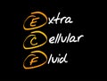 ECF - Extracellular fluid acronym, medical concept Royalty Free Stock Photo
