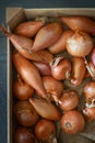 Echalion shallots Royalty Free Stock Photo